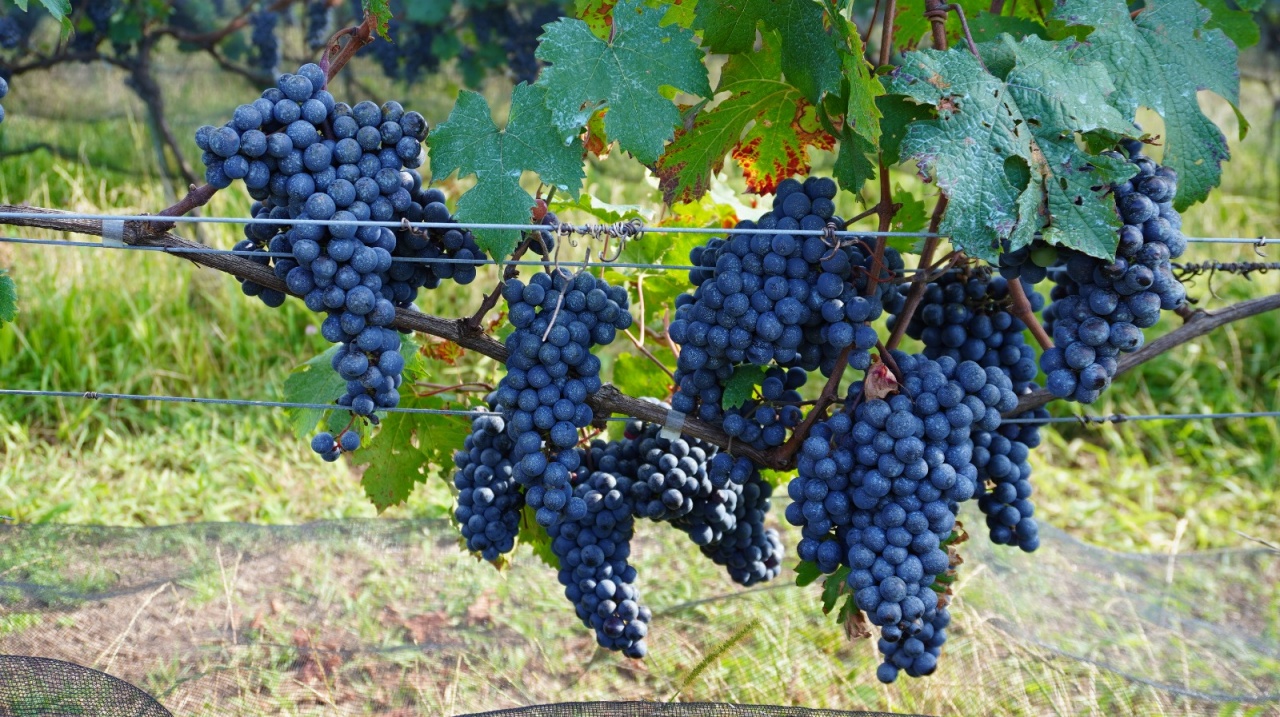 WhatsApp Image 2026-03-16 at 09.31.35