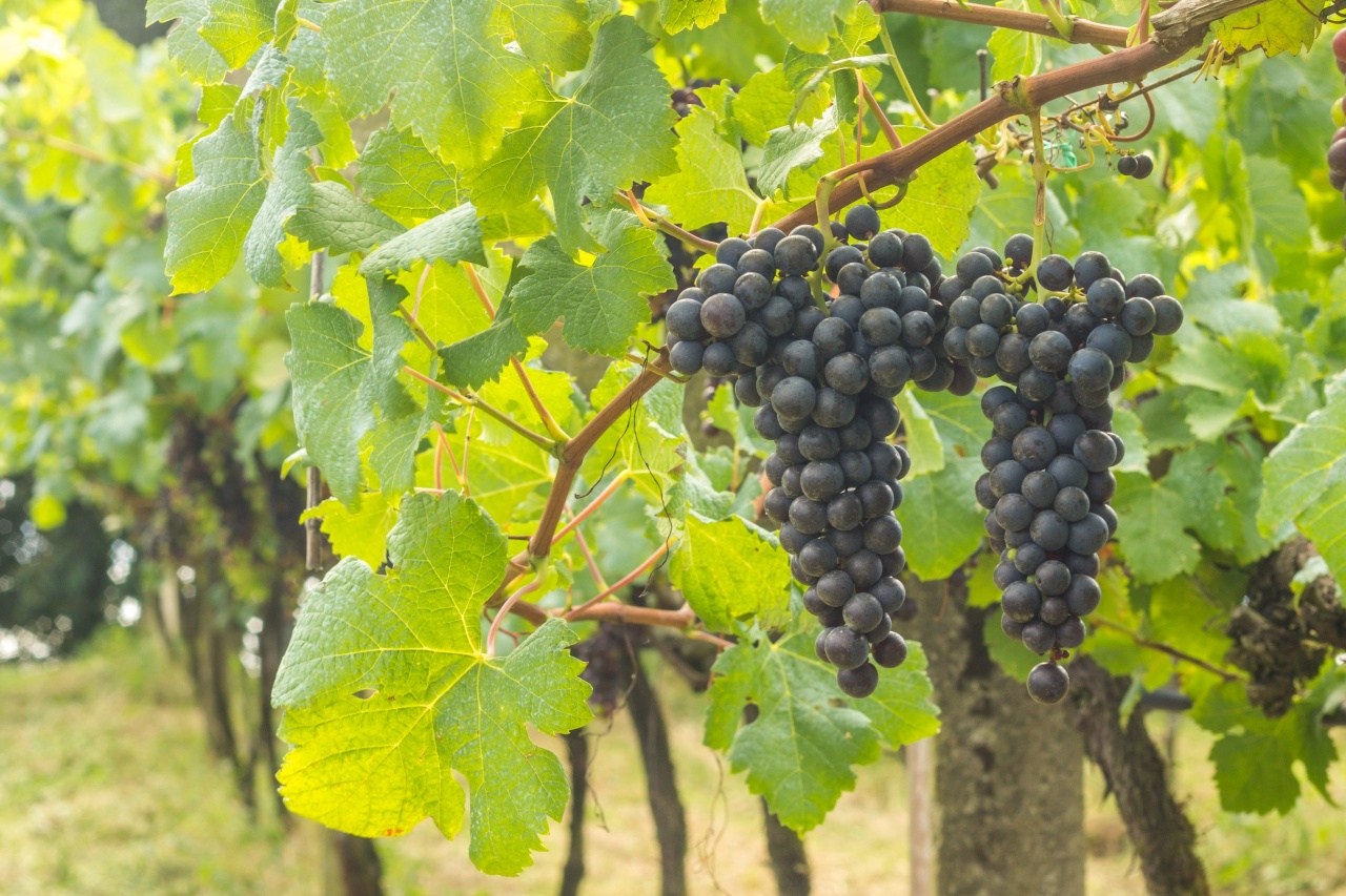 WhatsApp Image 2026-01-26 at 16.40.12 (1)