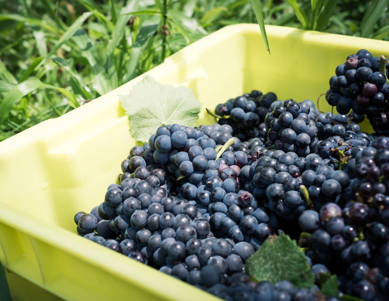 Uma caixa de uvas sobre um gramado