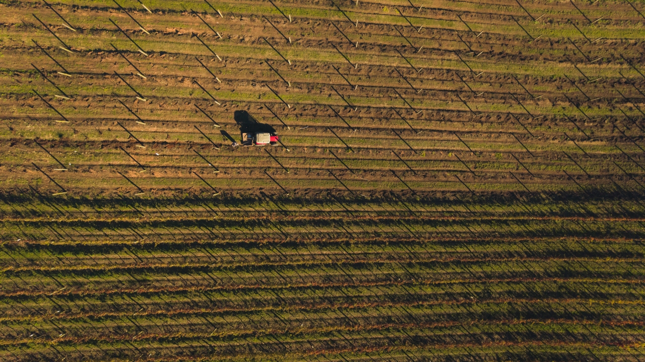 Vista aérea de una plantación de vid