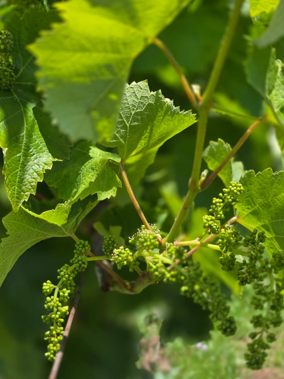 WhatsApp Image 2025-11-04 at 13.29.40 (1)